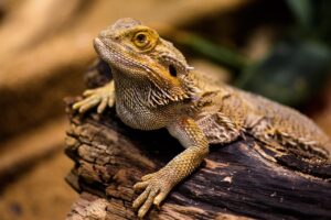 医療脱毛1回目で本当に毛が生えてこないのか？