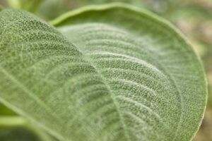 産毛に強いレーザー脱毛の効果と注意点は？